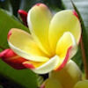 sabash29